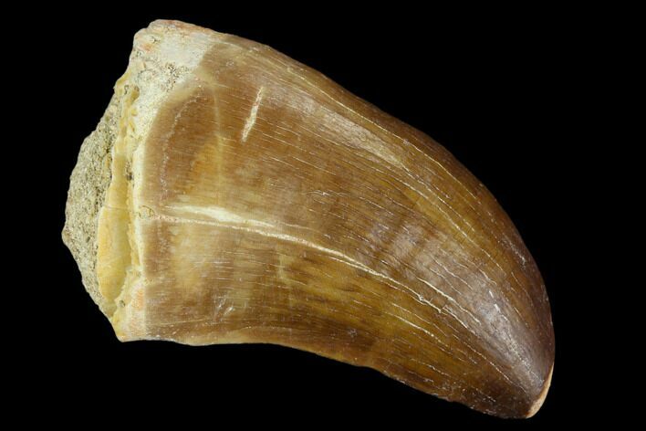 Mosasaur (Prognathodon) Tooth - Morocco #118916